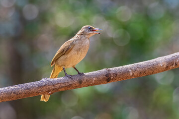 A photo of Streak Eared Bulbul is lives in nature