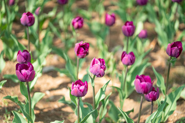 colorful tulips in the park during the Spring season