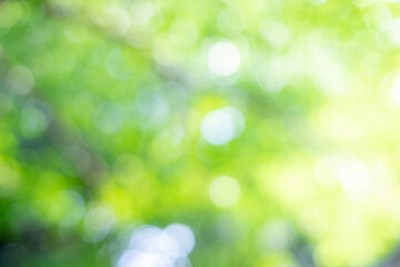 Green bokeh on nature abstract blur background green bokeh from tree