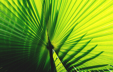 The sun shines through the green palm leaf that radiates out into the background.
