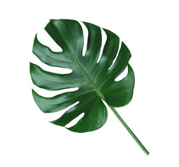 Monstera green leaf on white background. There are clipping paths for the designs and decoration 
