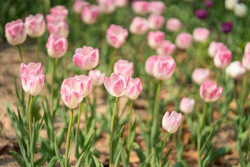 Obraz premium colorful tulips in the park during the Spring season