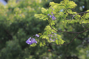 a Lilac flowers on branch of jakaranda blooming tree at sprint time
