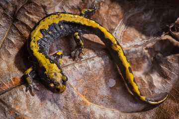 Long-toed Salamander on Leaf