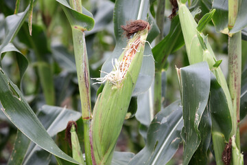 Healthy rows of fresh corn growing in field in Queensland, Australia