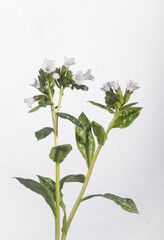 Flowering lungwort herb in spring