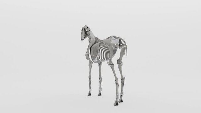 rotation of a horse skeleton with clean white background