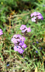 Fototapeta premium Field of beautiful wild flowers surrounded by native grass in Queensland, Australia countryside