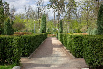 Path of ornamental shrubs in the park.