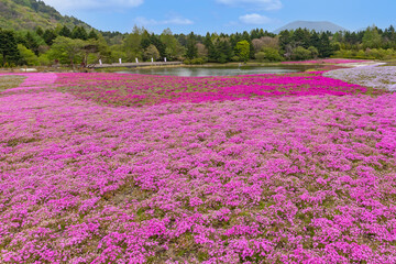 富士芝桜まつり