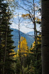 autumn in the forest, aspens, Colorado 