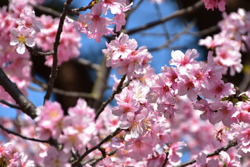 Cherry blossom in Taipei, Taiwan