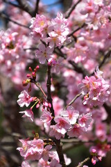 Cherry blossom in Taipei, Taiwan