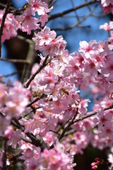 Cherry blossom in Taipei, Taiwan