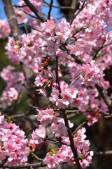 Naklejka premium Cherry blossom in Taipei, Taiwan