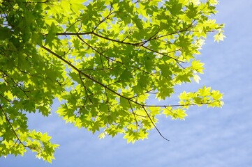 青空と新緑　モミジの新緑