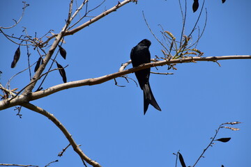 The bird in Taipei, Taiwan