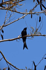 The bird in Taipei, Taiwan