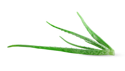 Fototapeta premium Aloe vera isolated on white background