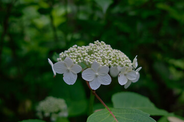 紫陽花（山形県・あじさい寺）