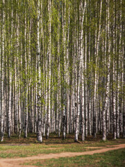 Obraz premium pine forest in spring
