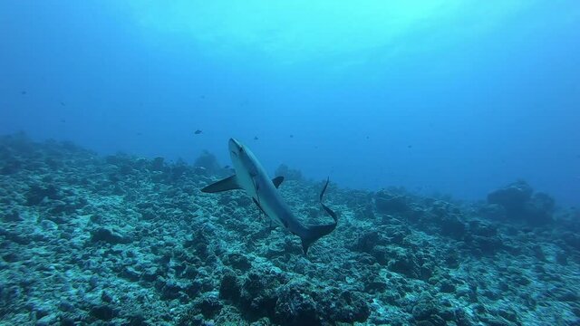 Pelagic Thresher Fox Shark with a big tail, Alopias pelagicus, underwater swim in blue ocean looking for food fish hunting. Divers watching sharks. Scuba Diving in Maldives sea water.