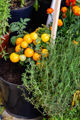 small tomatoes in the pots