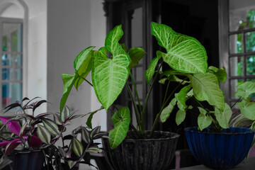 Beautiful photography Indoor plants, fresh indoor plants 