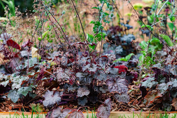 heuchera plants in the garden