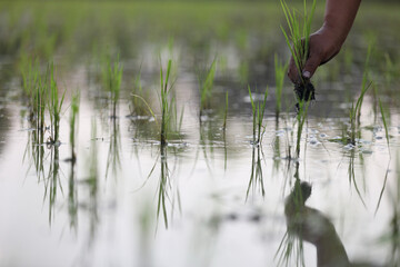 Farmer rice planting on water