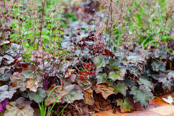 heuchera plants in the garden
