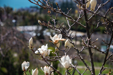 spring flowers. Tree white magnolia blossom in the central park. close up