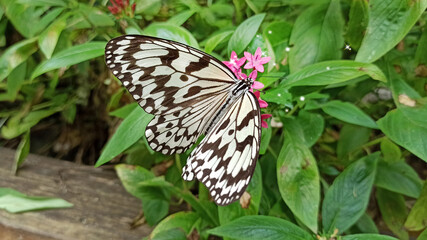 Obraz premium Asia Taipei Idea leuconoe picking nectar