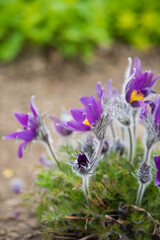 Fototapeta premium pasque-flower in the spring garden