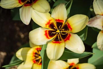 Obraz premium tulips in the spring garden