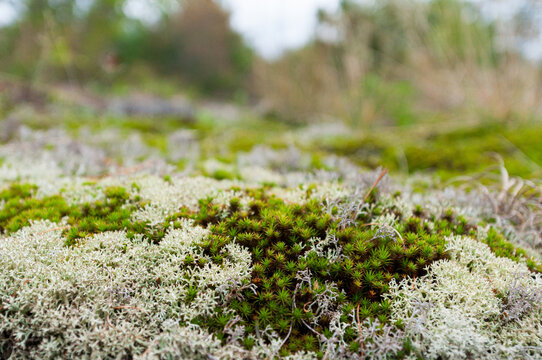 Moss and lichen covered rocks in untouched swamp