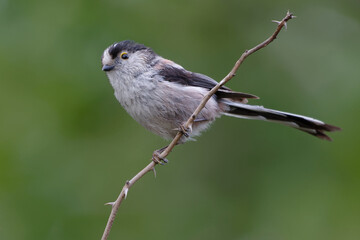 Long-tailed Tit (Aegithalos caudatus) on a branch
