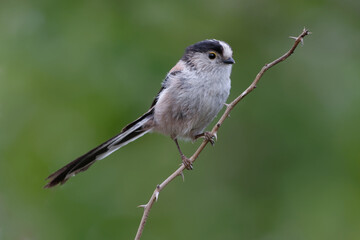 Long-tailed Tit (Aegithalos caudatus) on a branch