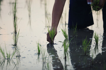 Farmer rice planting on water