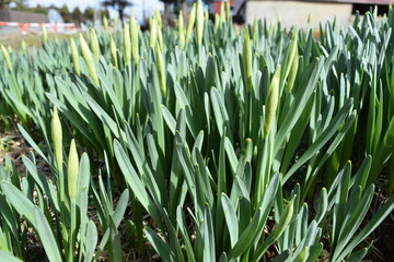 スイセンの芽吹き
