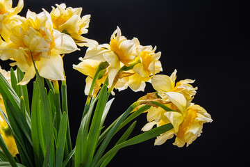 Daffodils  in the glass vase
