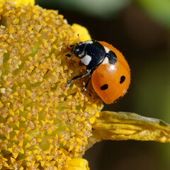 Seven-spot ladybird (Coccinella septempunctata) on a flower