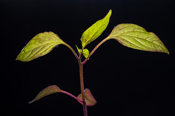 seedling on the black background