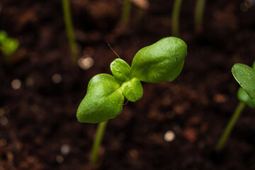 seedling on the black background