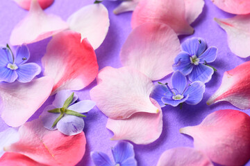 Petals of spring flowers on a purple background, flat composition.