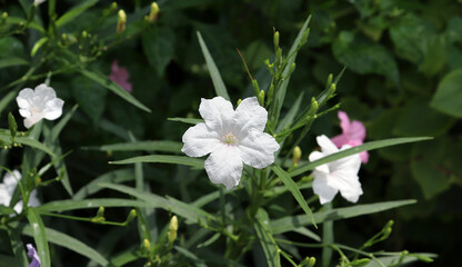 White Ruellias or Wild petunias or Acacthaceae or Ruellia squarrosa (Fenzi) Cufod. A small shrub is planted outdoors.