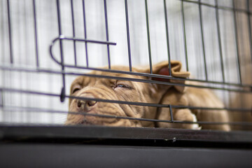 A puppy with a wrinkled face Pitbull, poor, fat, lying in a cage. Cute face wants to come out for a...