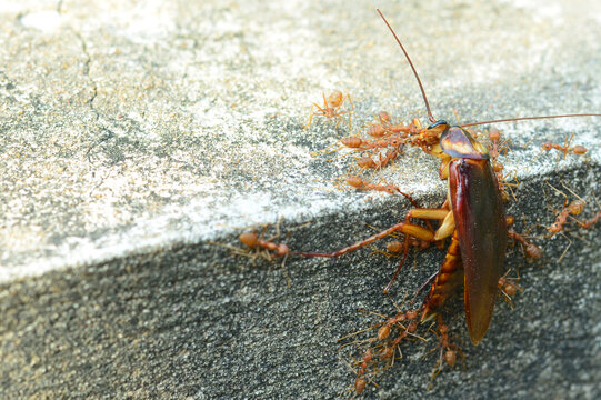 cockroaches dead being dragged by a colony of ants.