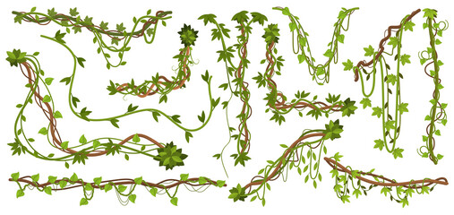 Jungle liana plants. Tropical vine branches with leaves, climbing wild liana species isolated vector illustration set. Liana tropical plants - obrazy, fototapety, plakaty