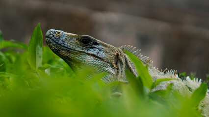 iguana on a tree